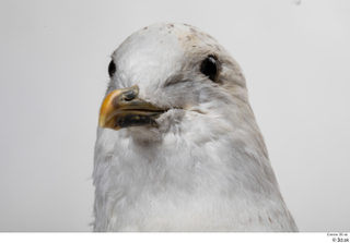 Common gull Larus Canus head 0003.jpg